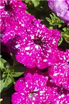 Petunia 'BabyDoll'® - Petunie 'BabyDoll'®