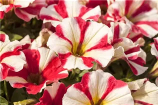 Petunia 'Potunia'® - Petunie 'Potunia'®