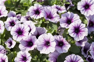 Petunia 'Potunia'® - Petunie 'Potunia'®