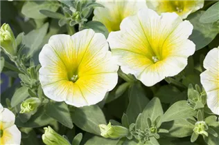 Petunia 'Potunia'® - Petunie 'Potunia'®