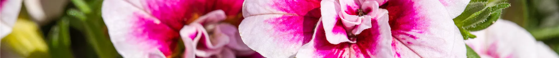 Calibrachoa 'PinkTastic'