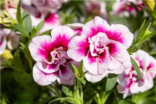 Calibrachoa 'PinkTastic' - Zauberglöckchen 'PinkTastic'
