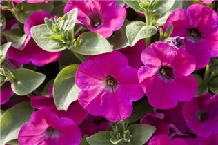 Petunia 'Potunia'® - Petunie 'Potunia'®