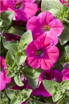 Petunia 'Potunia'® - Petunie 'Potunia'®