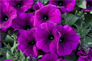 Petunia 'Potunia'® - Petunie 'Potunia'®
