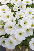 Petunia 'Potunia'® - Petunie 'Potunia'®