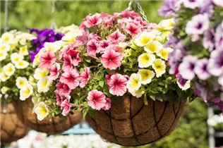 Petunia 'Potunia'® - Petunie 'Potunia'®