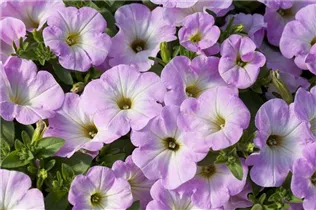 Petunia 'Potunia'® - Petunie 'Potunia'®