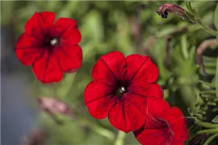 Petunia 'SURFINIA'™ - Petunie 'SURFINIA'™ Petunia 'SURFINIA'™ - Petunie 'SURFINIA'™