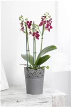 Phalaenopsis - Schmetterlingsorchidee