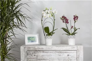 Phalaenopsis - Schmetterlingsorchidee