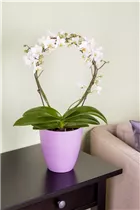 Phalaenopsis - Schmetterlingsorchidee