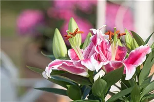 Lilium Oriental - Orientalische Lilie Lilium Oriental - Orientalische Lilie