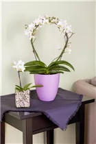 Phalaenopsis - Schmetterlingsorchidee