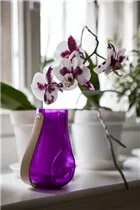 Phalaenopsis - Schmetterlingsorchidee