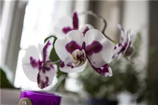 Phalaenopsis - Schmetterlingsorchidee