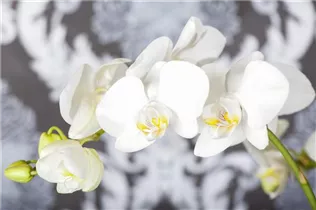 Phalaenopsis - Schmetterlingsorchidee