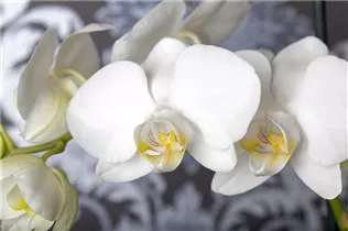 Phalaenopsis - Schmetterlingsorchidee