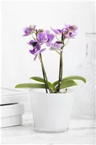 Phalaenopsis Mini - Mini-Schmetterlingsorchidee Phalaenopsis Mini - Mini-Schmetterlingsorchidee