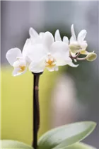 Phalaenopsis Mini - Mini-Schmetterlingsorchidee Phalaenopsis Mini - Mini-Schmetterlingsorchidee