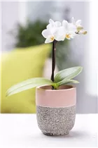 Phalaenopsis Mini - Mini-Schmetterlingsorchidee Phalaenopsis Mini - Mini-Schmetterlingsorchidee