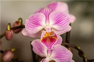 Phalaenopsis Mini - Mini-Schmetterlingsorchidee Phalaenopsis Mini - Mini-Schmetterlingsorchidee