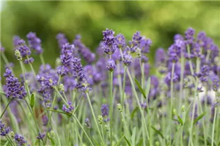 Lavandula angustifolia 'Blue Spirit' - Echter Lavendel 'Blue Spirit'
