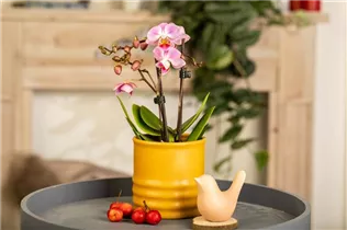 Phalaenopsis Mini - Mini-Schmetterlingsorchidee Phalaenopsis Mini - Mini-Schmetterlingsorchidee