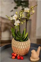 Phalaenopsis Mini - Mini-Schmetterlingsorchidee Phalaenopsis Mini - Mini-Schmetterlingsorchidee