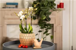 Phalaenopsis Mini - Mini-Schmetterlingsorchidee Phalaenopsis Mini - Mini-Schmetterlingsorchidee