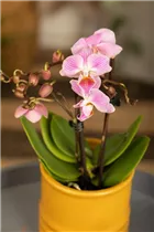 Phalaenopsis Mini - Mini-Schmetterlingsorchidee Phalaenopsis Mini - Mini-Schmetterlingsorchidee