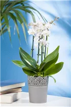 Phalaenopsis multiflora - Kleinblumige Schmetterlingsorchidee