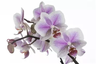 Phalaenopsis 'Amsterdam' - Amsterdam-Orchidee Phalaenopsis 'Amsterdam' - Amsterdam-Orchidee