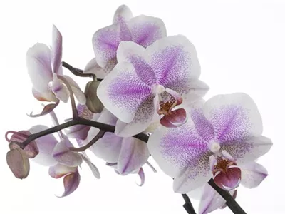 Phalaenopsis 'Amsterdam' - Amsterdam-Orchidee Phalaenopsis 'Amsterdam' - Amsterdam-Orchidee