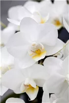 Phalaenopsis multiflora - Kleinblumige Schmetterlingsorchidee