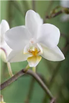 Phalaenopsis 'Wild Orchid' - Orchidee Phalaenopsis 'Wild Orchid' - Orchidee