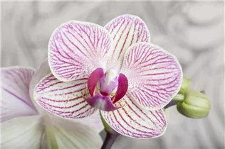 Phalaenopsis multiflora - Kleinblumige Schmetterlingsorchidee