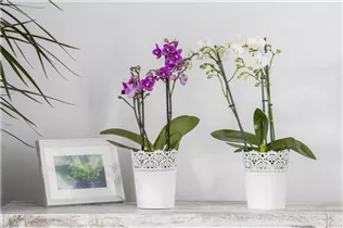 Phalaenopsis multiflora - Kleinblumige Schmetterlingsorchidee