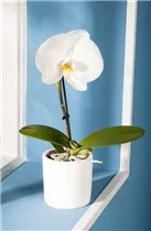 Phalaenopsis 'Singolo'® - Schmetterlingsorchidee 'Singolo'®