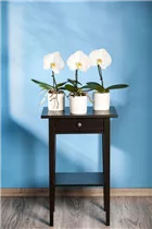 Phalaenopsis 'Singolo'® - Schmetterlingsorchidee 'Singolo'®
