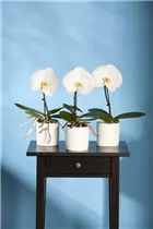 Phalaenopsis 'Singolo'® - Schmetterlingsorchidee 'Singolo'®