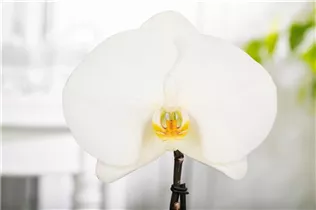 Phalaenopsis 'Singolo'® - Schmetterlingsorchidee 'Singolo'®