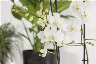 Phalaenopsis 'Tropic Snowball' - Schmetterlingorchidee 'Tropic Snowball'