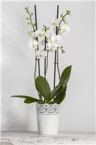 Phalaenopsis 'Tropic Snowball' - Schmetterlingorchidee 'Tropic Snowball'