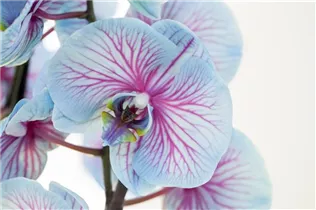 Phalaenopsis, blau - Schmetterlingsorchidee