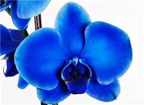 Phalaenopsis 'Calimero Royal Blue' - Schmetterlingsorchidee Phalaenopsis 'Calimero Royal Blue' - Schmetterlingsorchidee