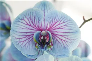 Phalaenopsis, blau - Schmetterlingsorchidee