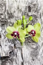 Phalaenopsis, gelb - Schmetterlingsorchidee Phalaenopsis, gelb - Schmetterlingsorchidee