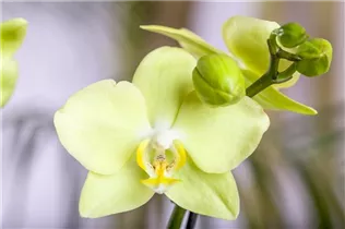 Phalaenopsis, gelb - Schmetterlingsorchidee Phalaenopsis, gelb - Schmetterlingsorchidee