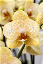 Phalaenopsis, gelb - Schmetterlingsorchidee Phalaenopsis, gelb - Schmetterlingsorchidee